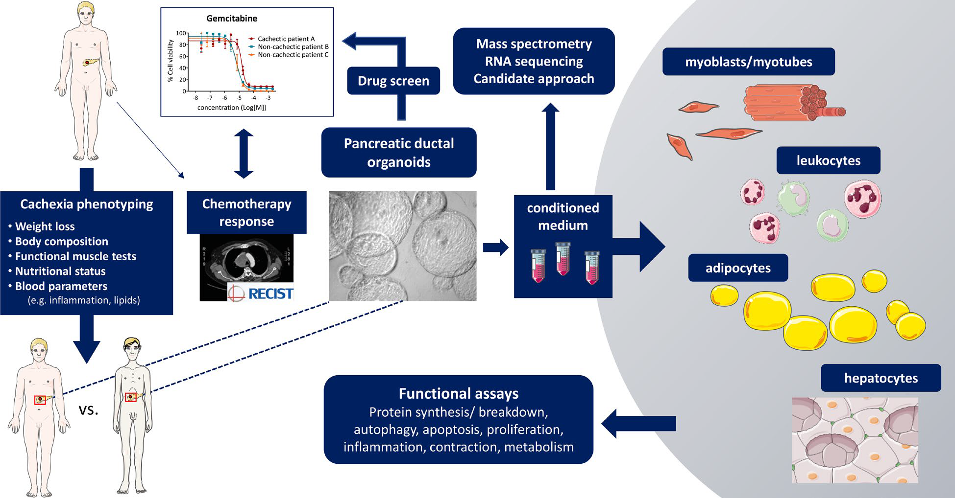 NUTRIM research - Cancer Cachexia