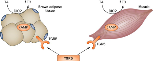 NUTRIM research -  Monitoring of disturbed gut by smelling