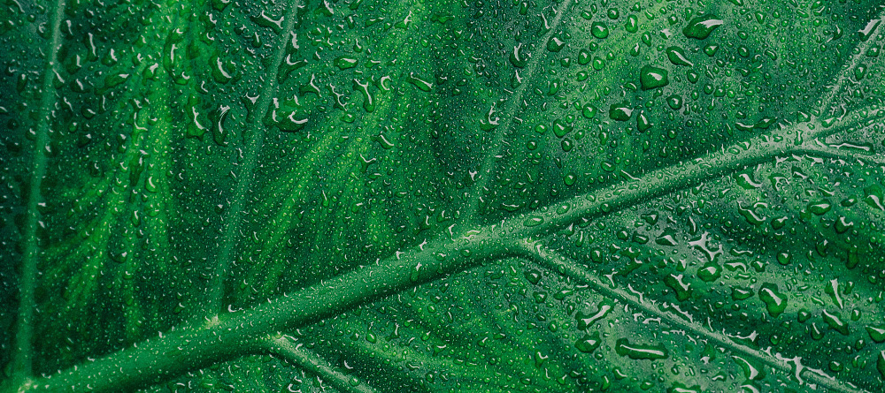 BioBased ValueCircle