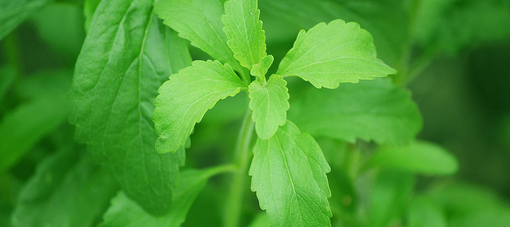 Genome Editing in Stevia (GOES)