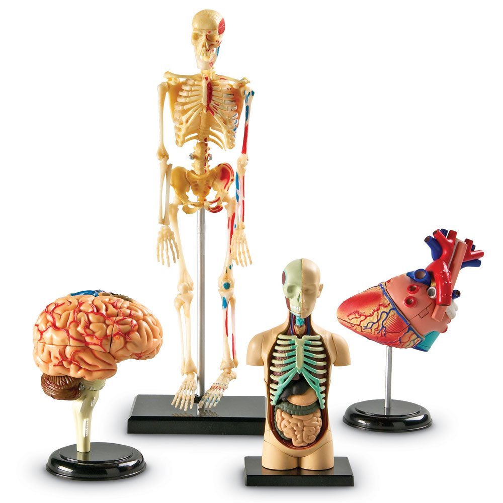 Set of four Anatomy Models