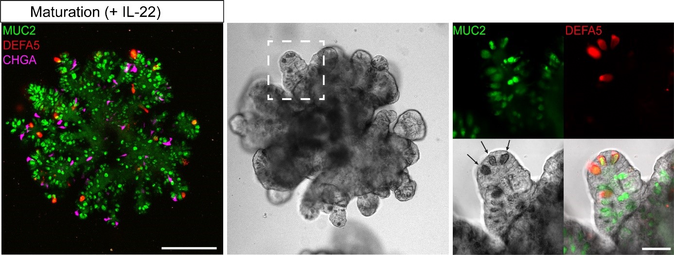 artikel m4i organoids