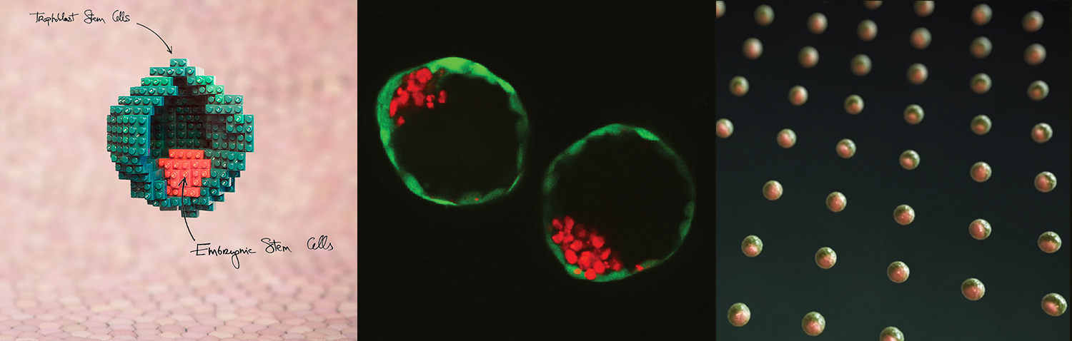 Formation of blastocyst like structure