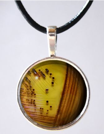 Necklace Bacterial Culture