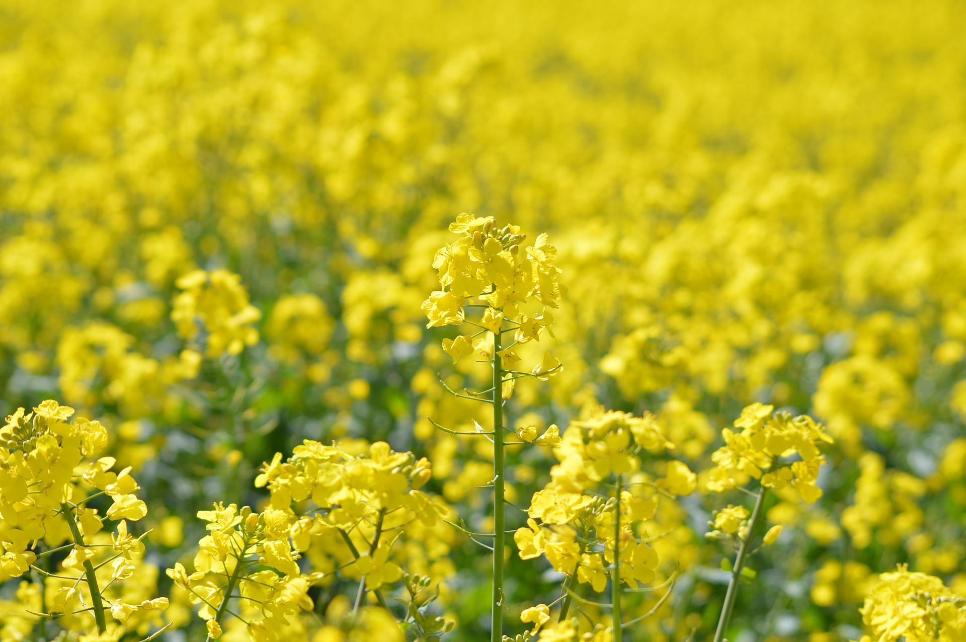 Brexit_ agriculture_oilseed-rape