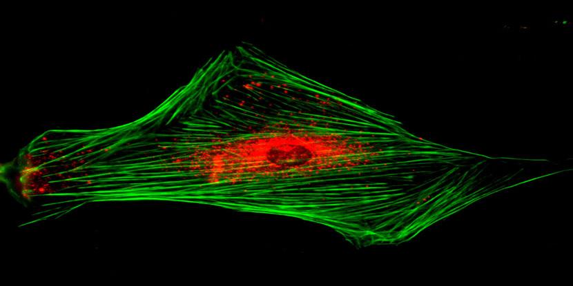 cardiology_caurusel_2