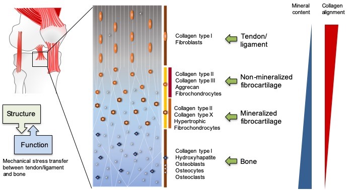 The enthesis structure with reversed gradients of mineral and collagen that make up the 4 zones from the ligament/tendon to the bone. Especially, the hard-to-soft tissue transition is hard to regenerate.