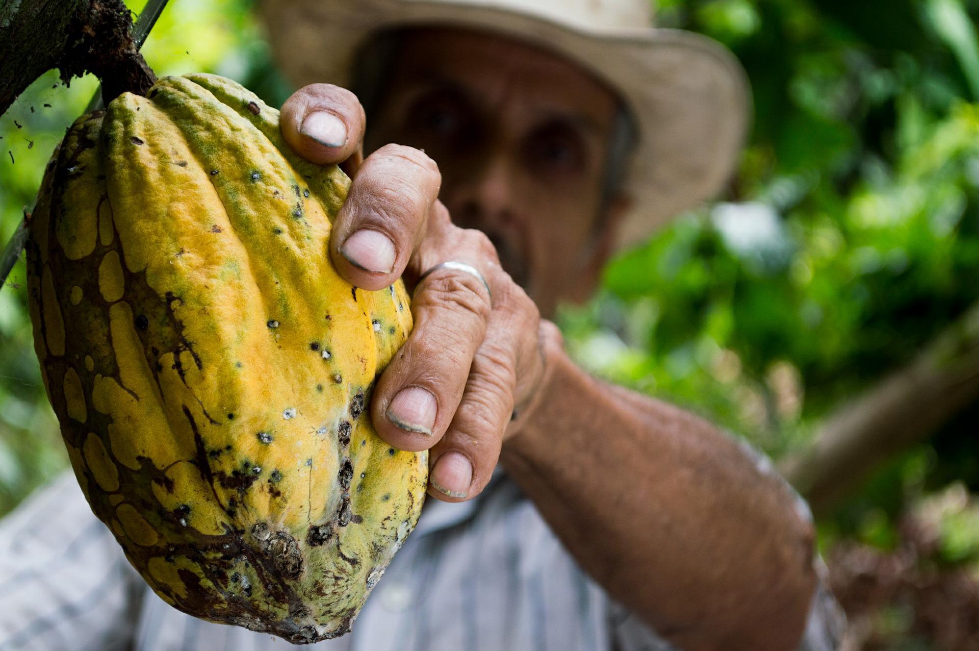 Colombian Cocoa Farmer