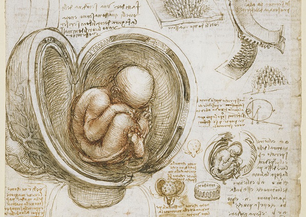 Leonardo da Vinci, study of the foetus in the womb