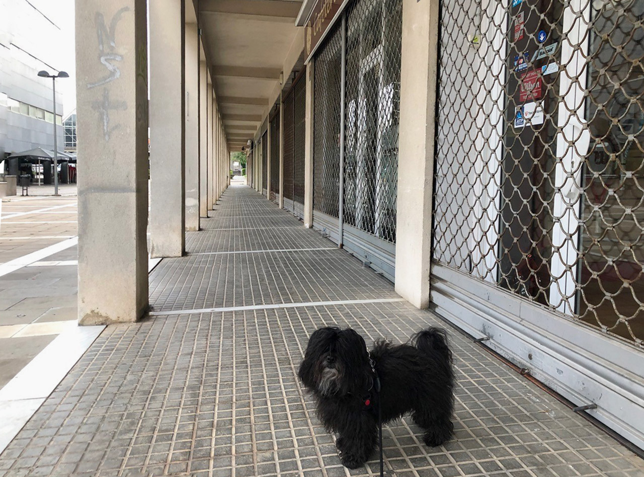 Max Griera walking dog