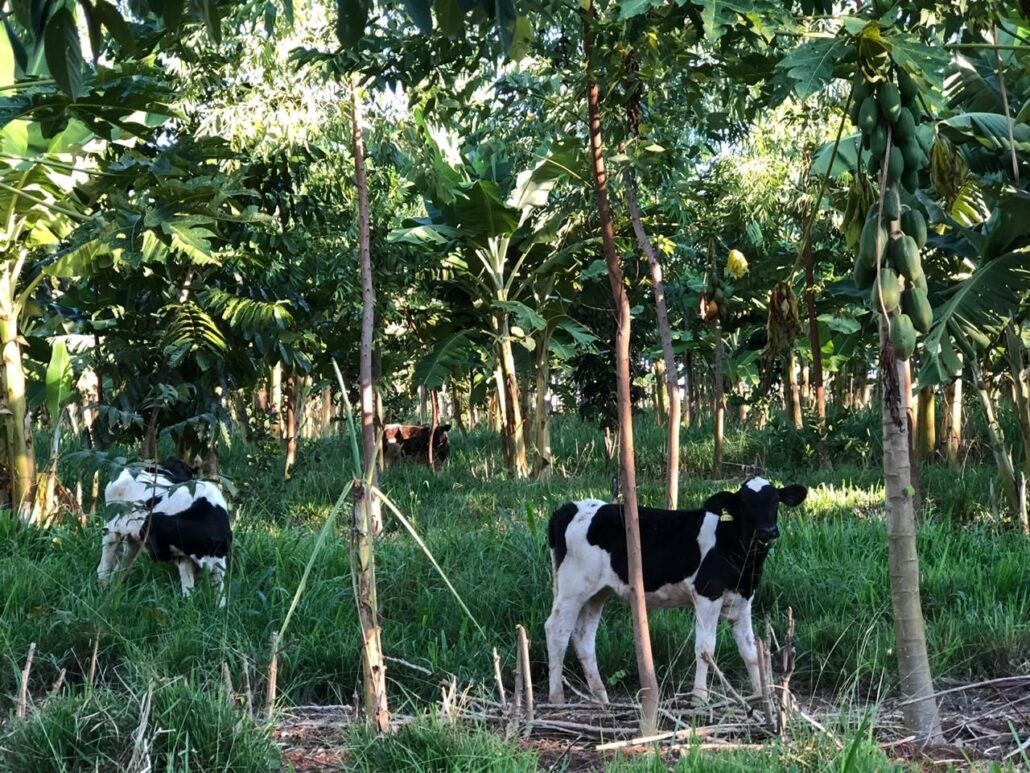 Fig.1: Agroforestry plot with banana and papaya trees and cows. Picture: Mark L. Miller 
