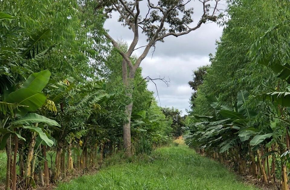 Fig. 2: Old-growth agroforestry row at Sitio Semente (Brasilia, Brazil). Picture: Mark L. Miller 