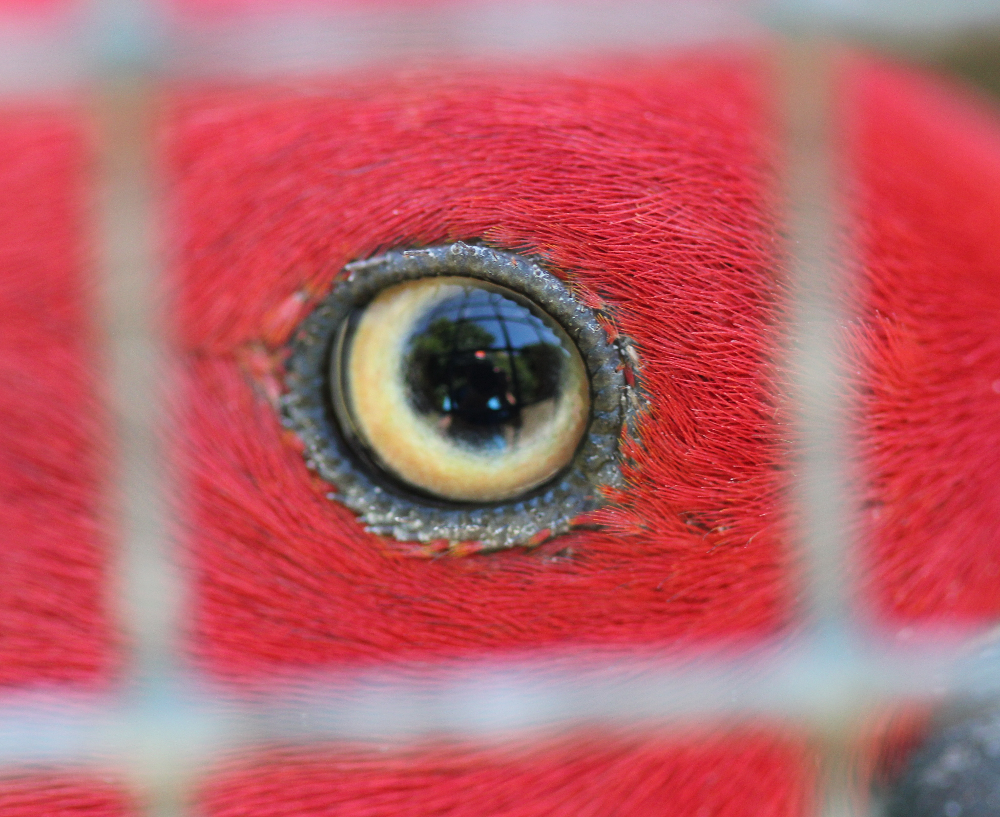 eye_of_female_eclectus_parrot_seen_through_wire_mesh_LBM
