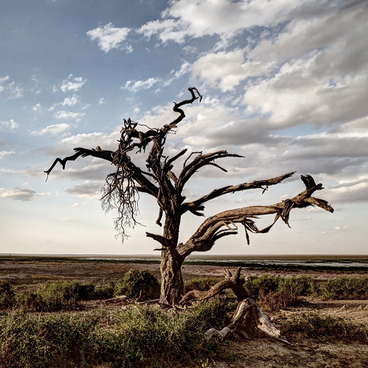 Global Tree Assessment