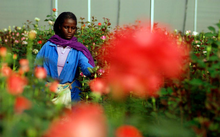 Woman harvests roses at a flower farm in Ethiopia