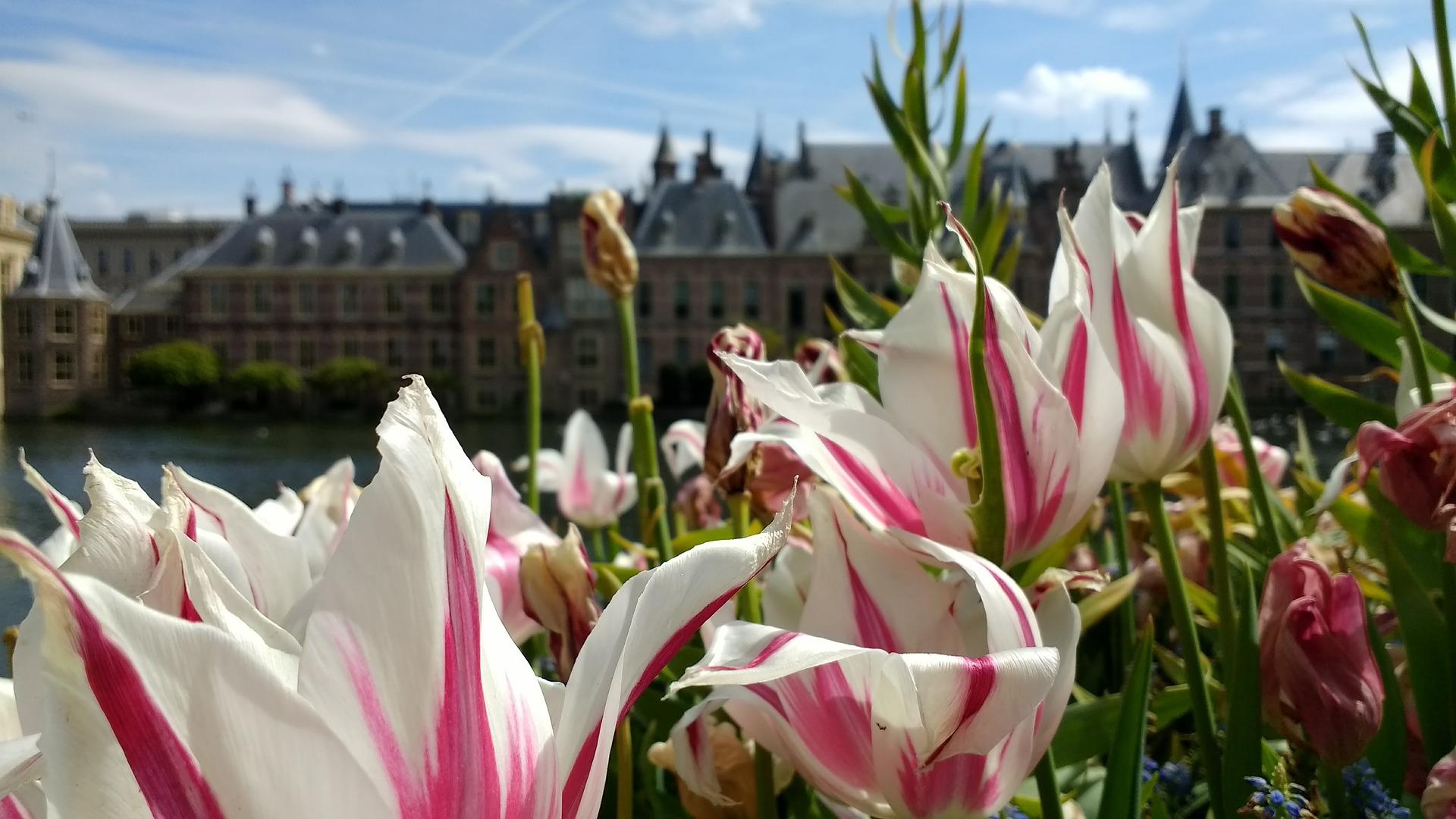 law_binnenhof_blog_bert_van_den_braak