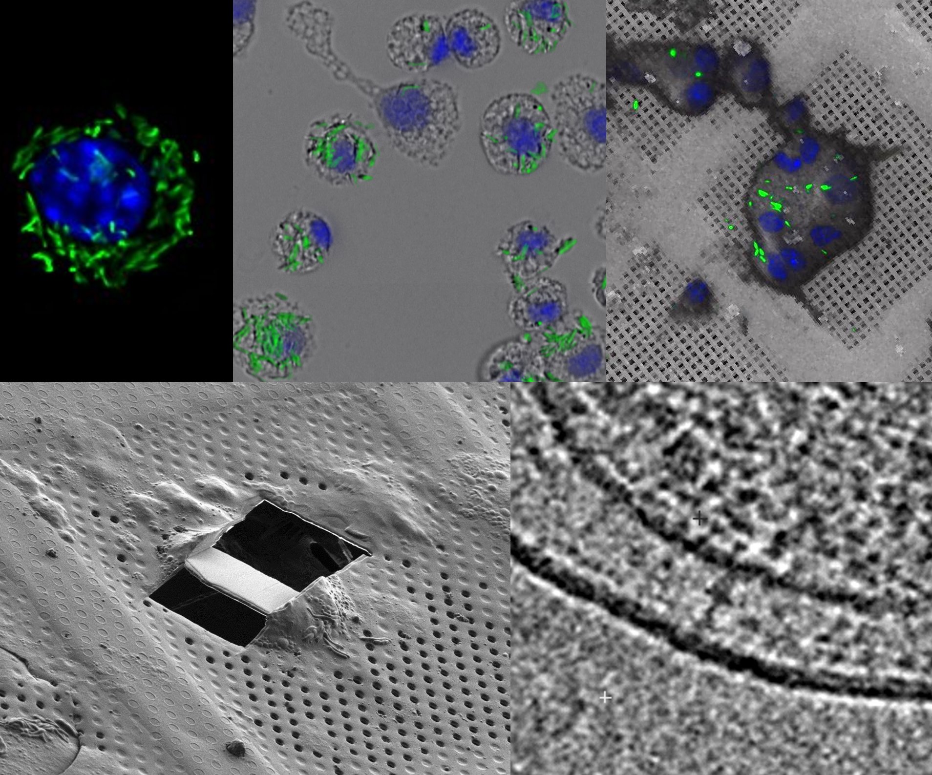 Workflow of Nanoscopy