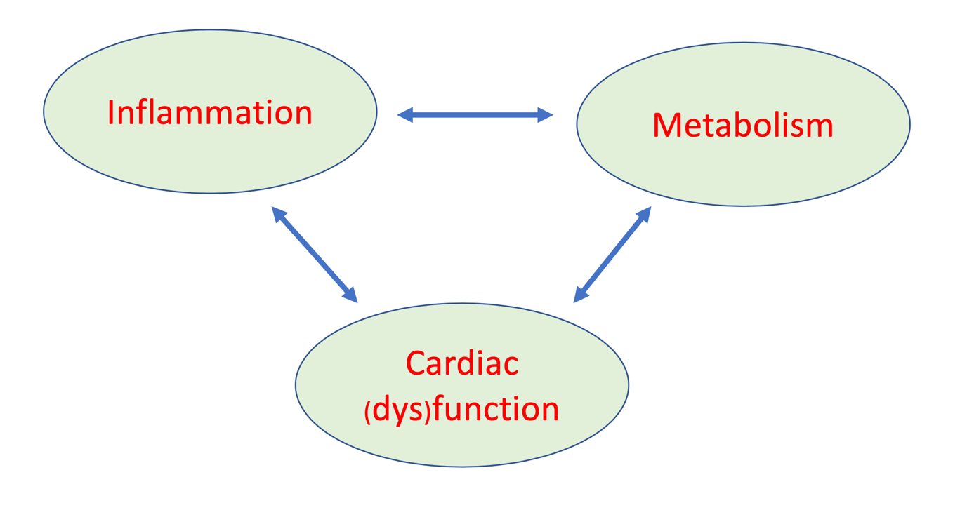 metabolic_rewiring_and_inflammation_as_drivers_of_heart_failure