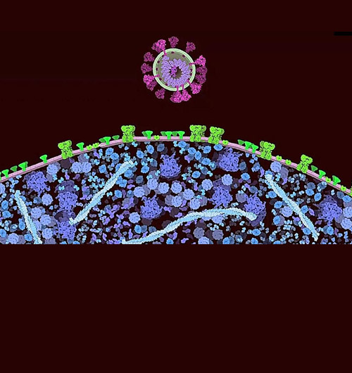 Microscopic image of coronavirus