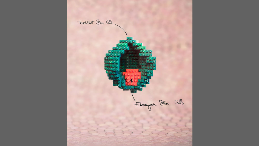 Blastocyst-like structures generated solely from stem cells