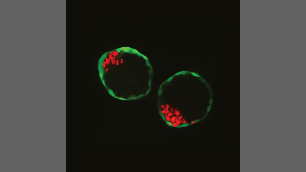 Blastocyst-like structures generated solely from stem cells