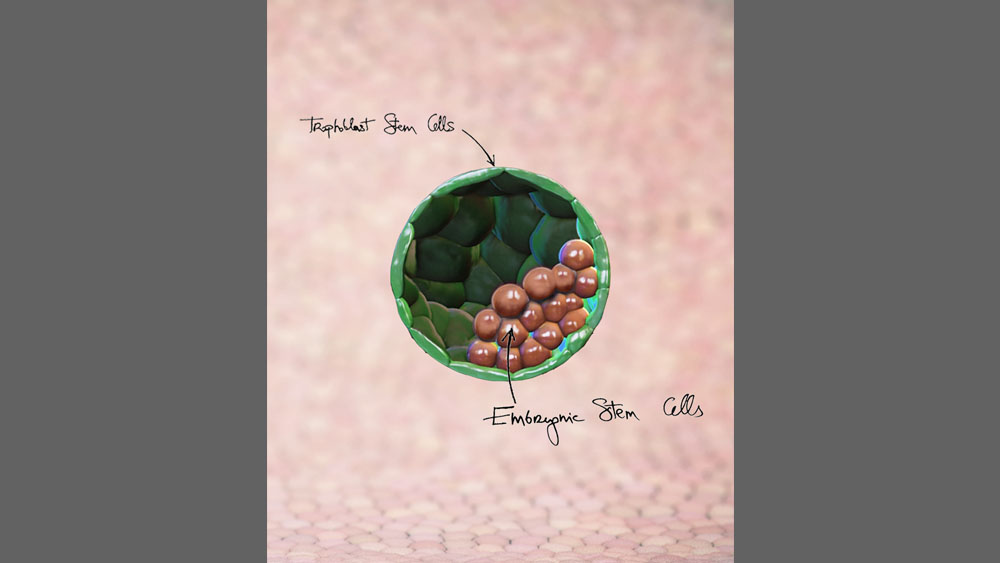 Blastocyst-like structures generated solely from stem cells
