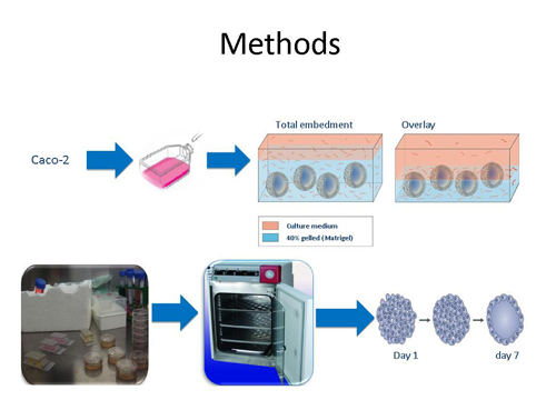 In-Vitro research