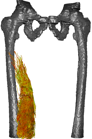 Muscle function and “In-Vivo” anatomy