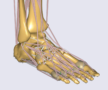 3D Motion Capture and Muscle-Skeletal Modelling