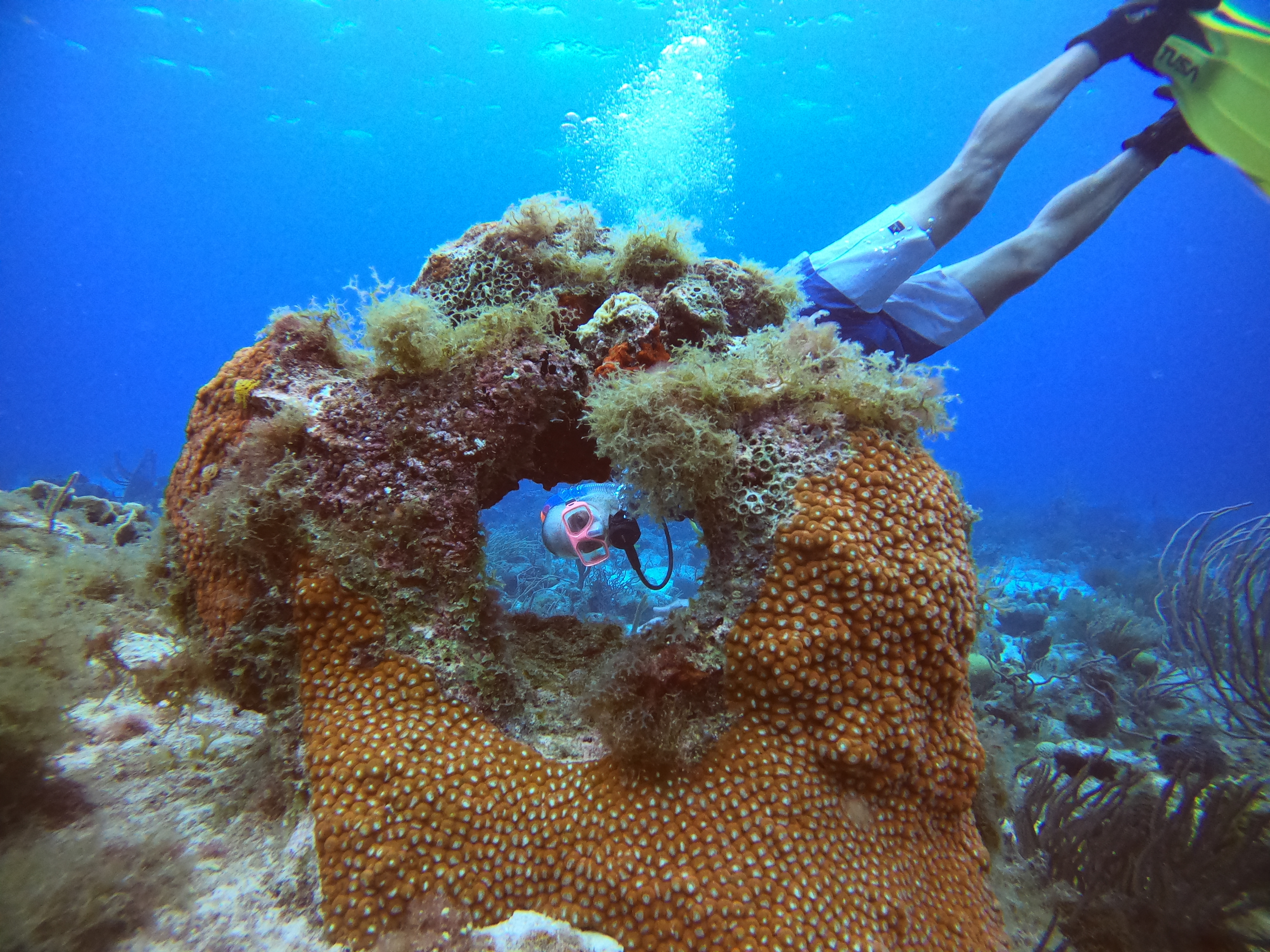 Patrick Bijsmans diving