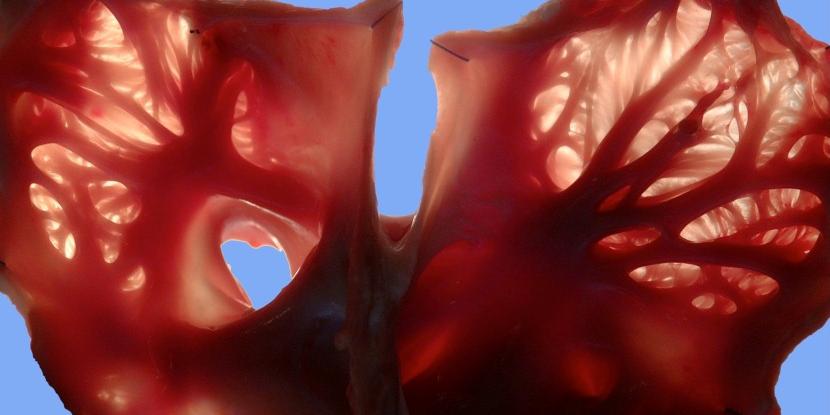 physiology_carousel_1