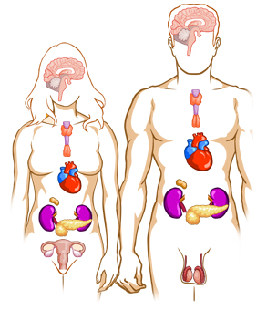 An image of hormones.