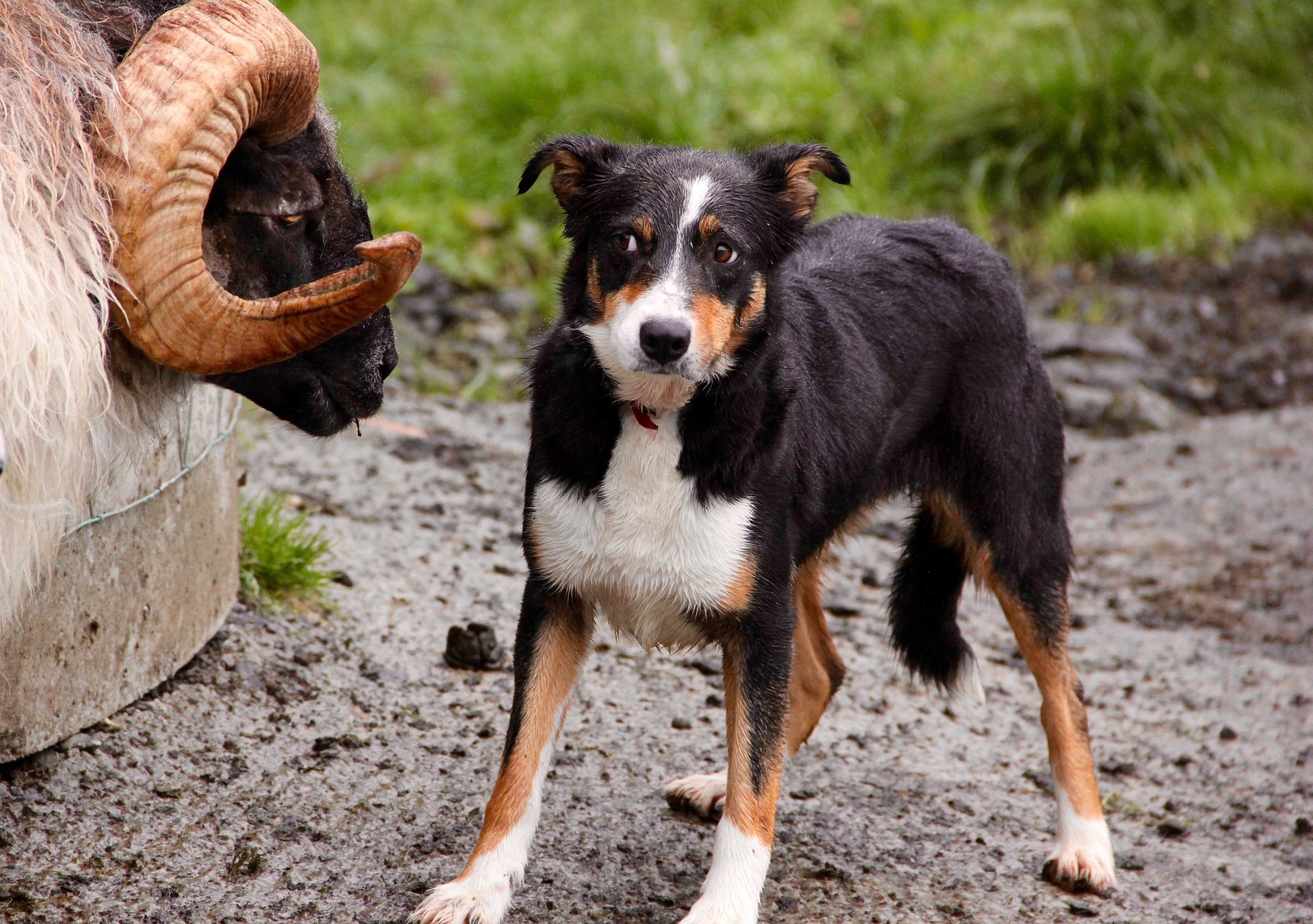 Sheepdog and ram confrontation