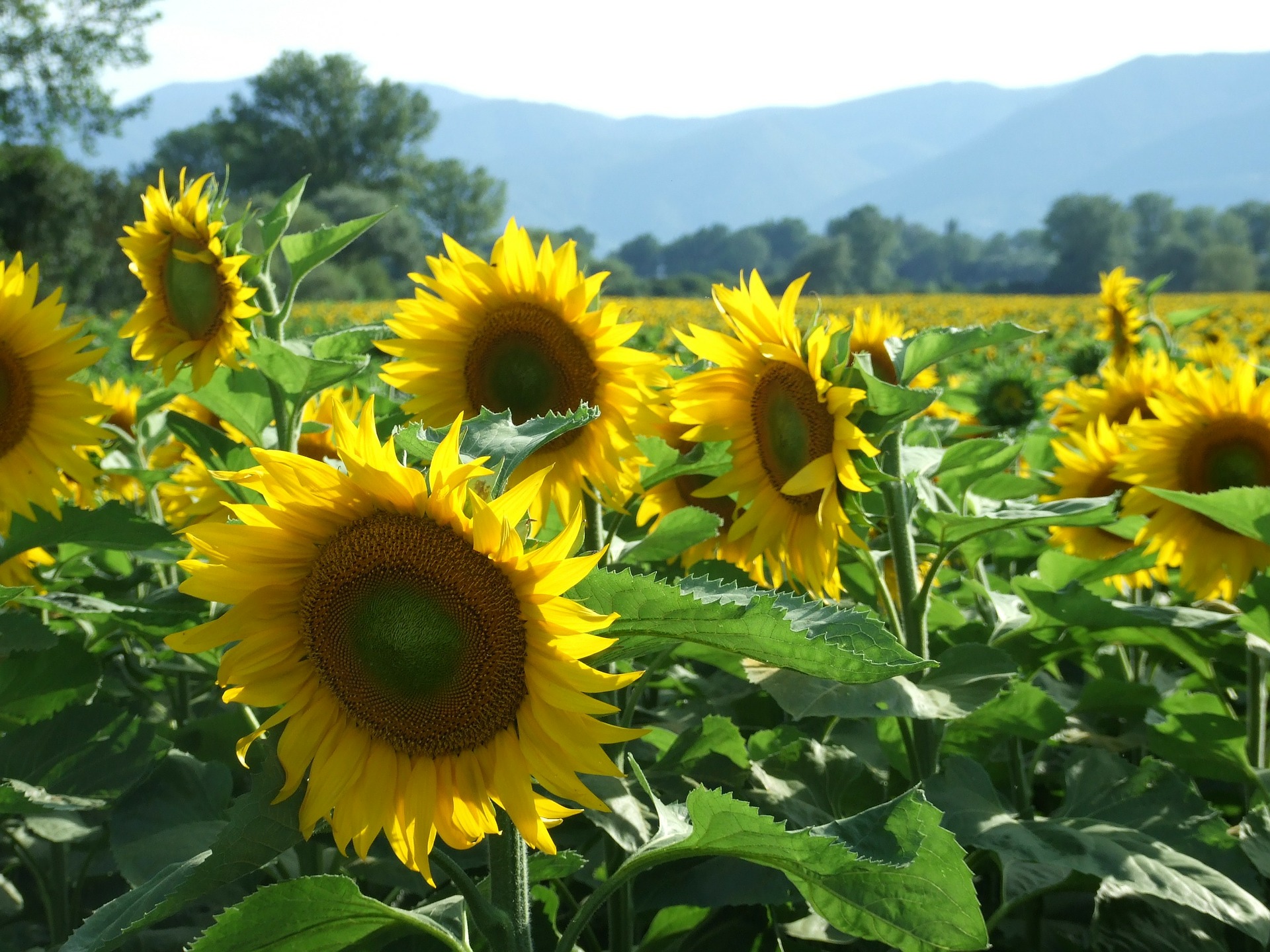 sunflowers trade Ukraine