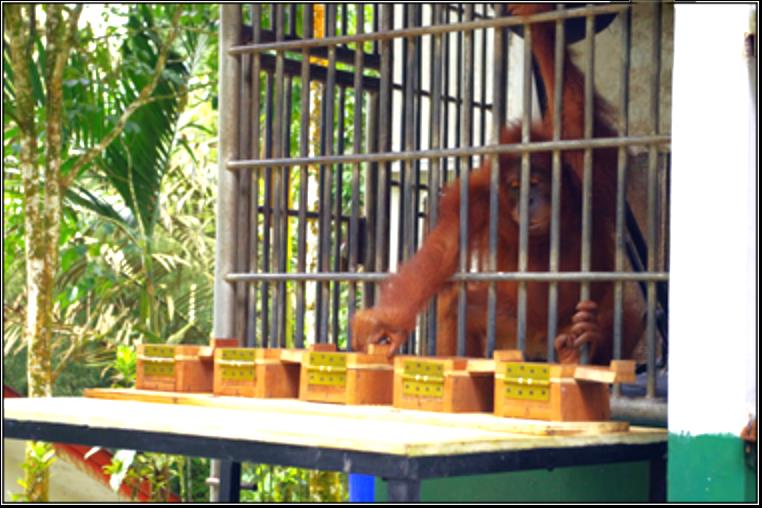 Monkey in a cage trying to grab something