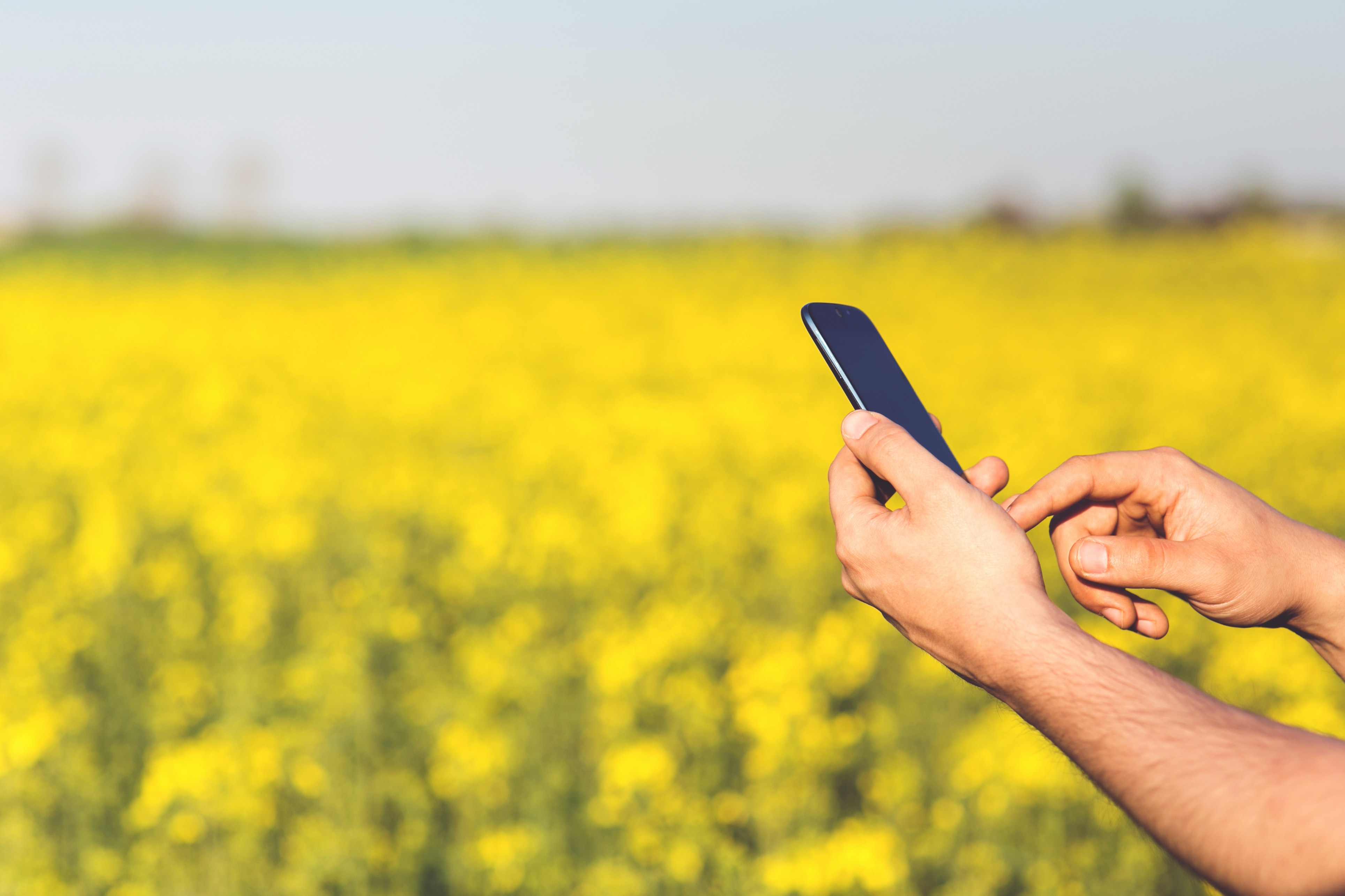 field and phone
