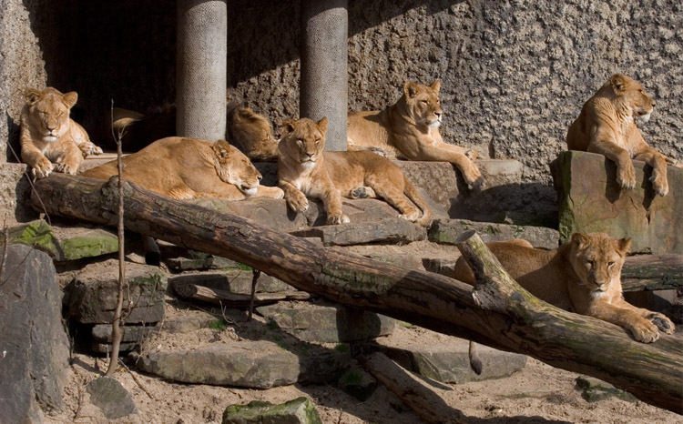 Lions at Artis Royal Amsterdam Zoo