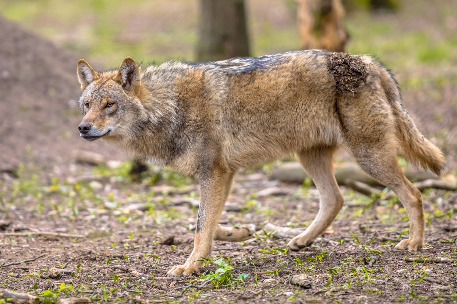 Wolf in forest habitat