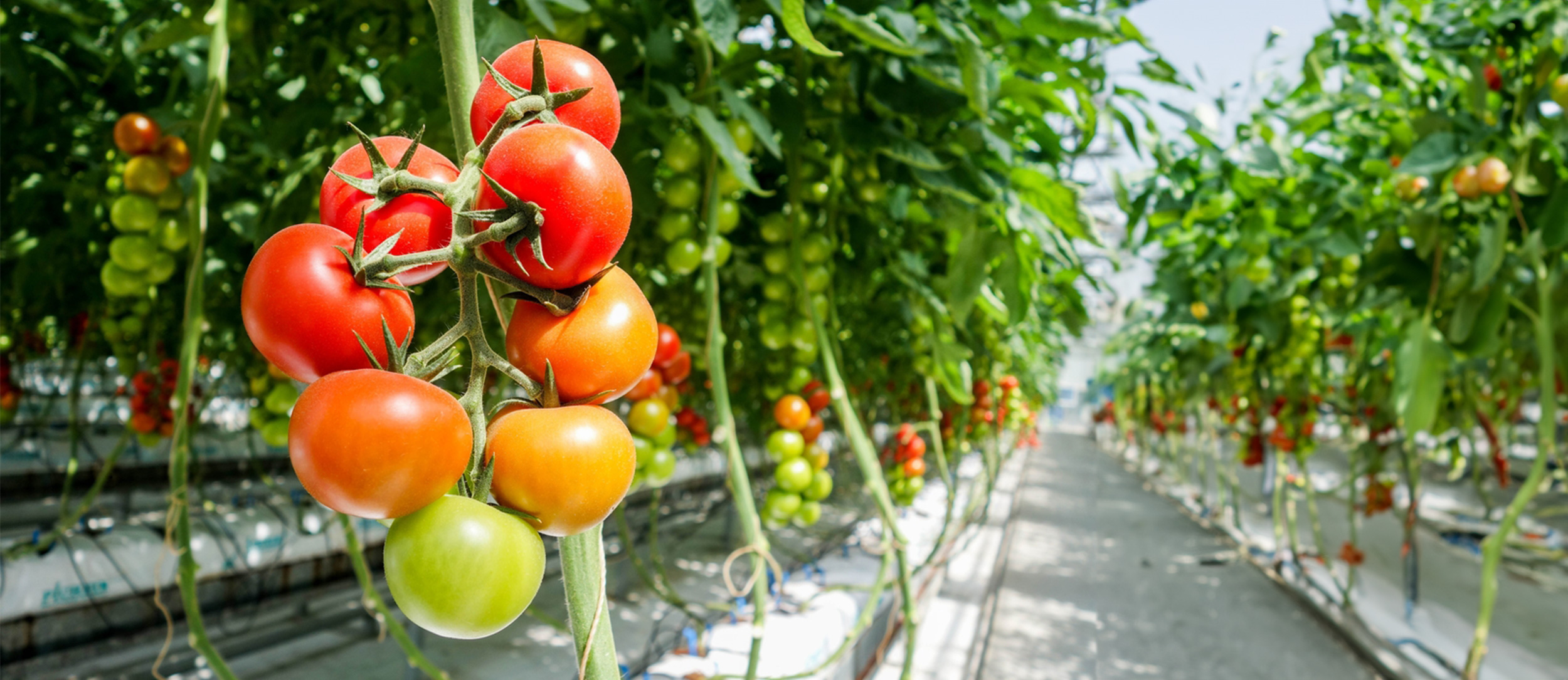 Tomatoes growing in greenhouse