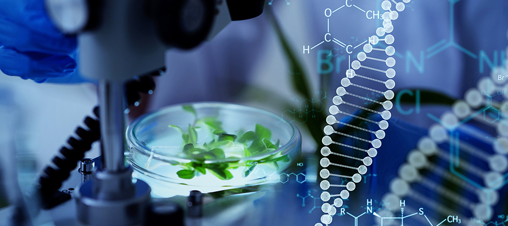 Plant functional genomics