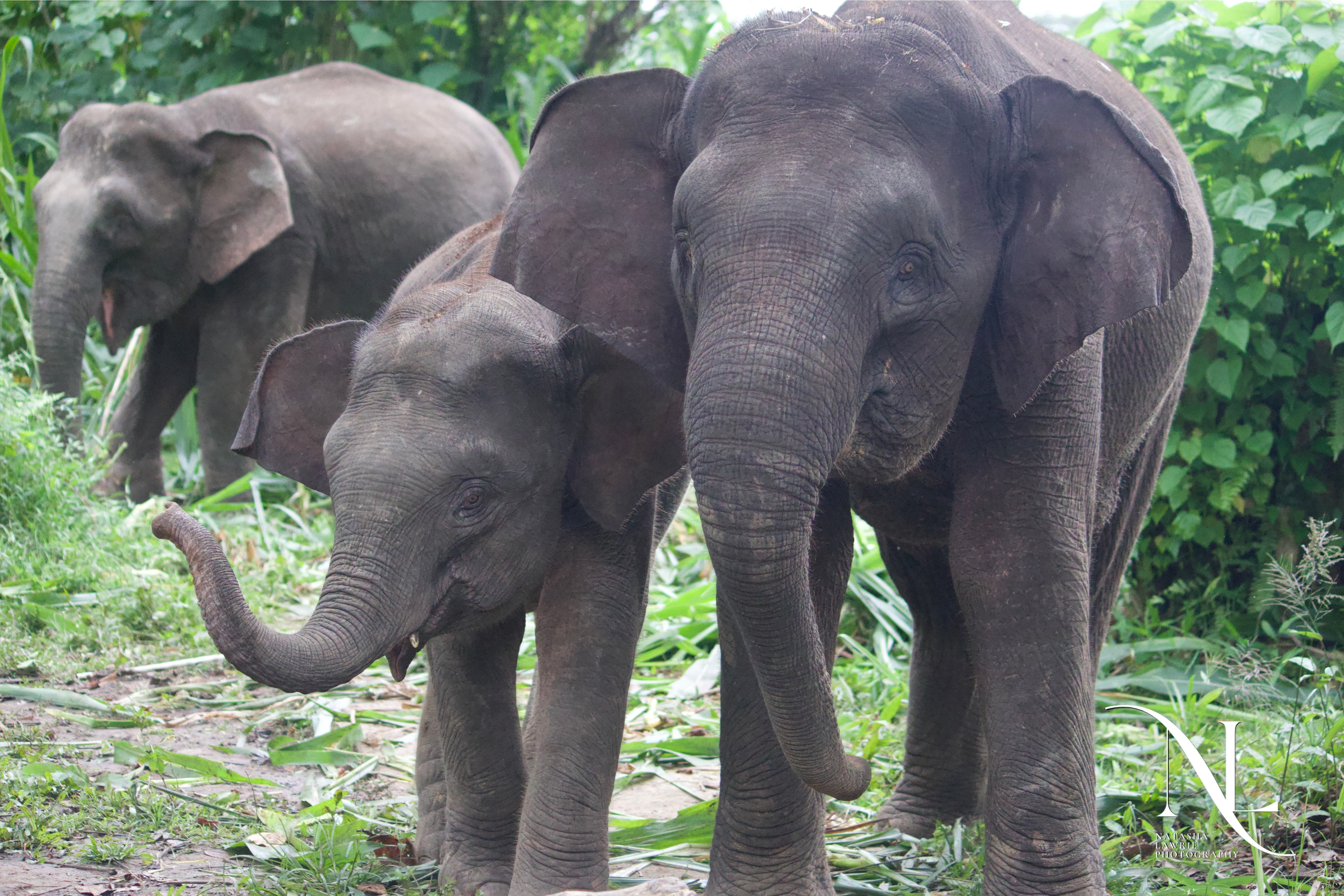 Bornean elephants