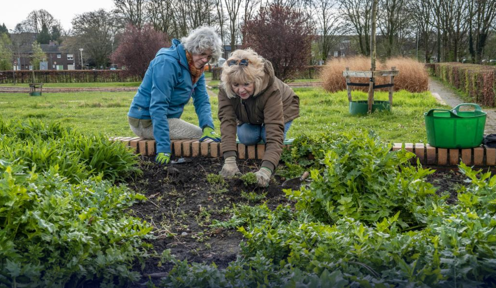 Two people working in the garden
