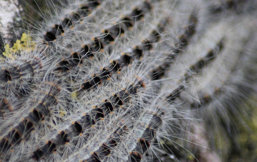 Oak processionary caterpillar