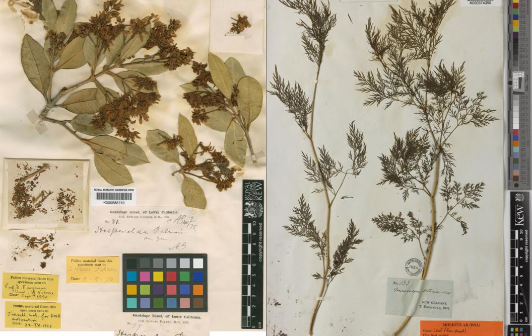 Gedrooge planten uit de 19e eeuw Hesperelaea palmeri and Trepocarpus aethusae