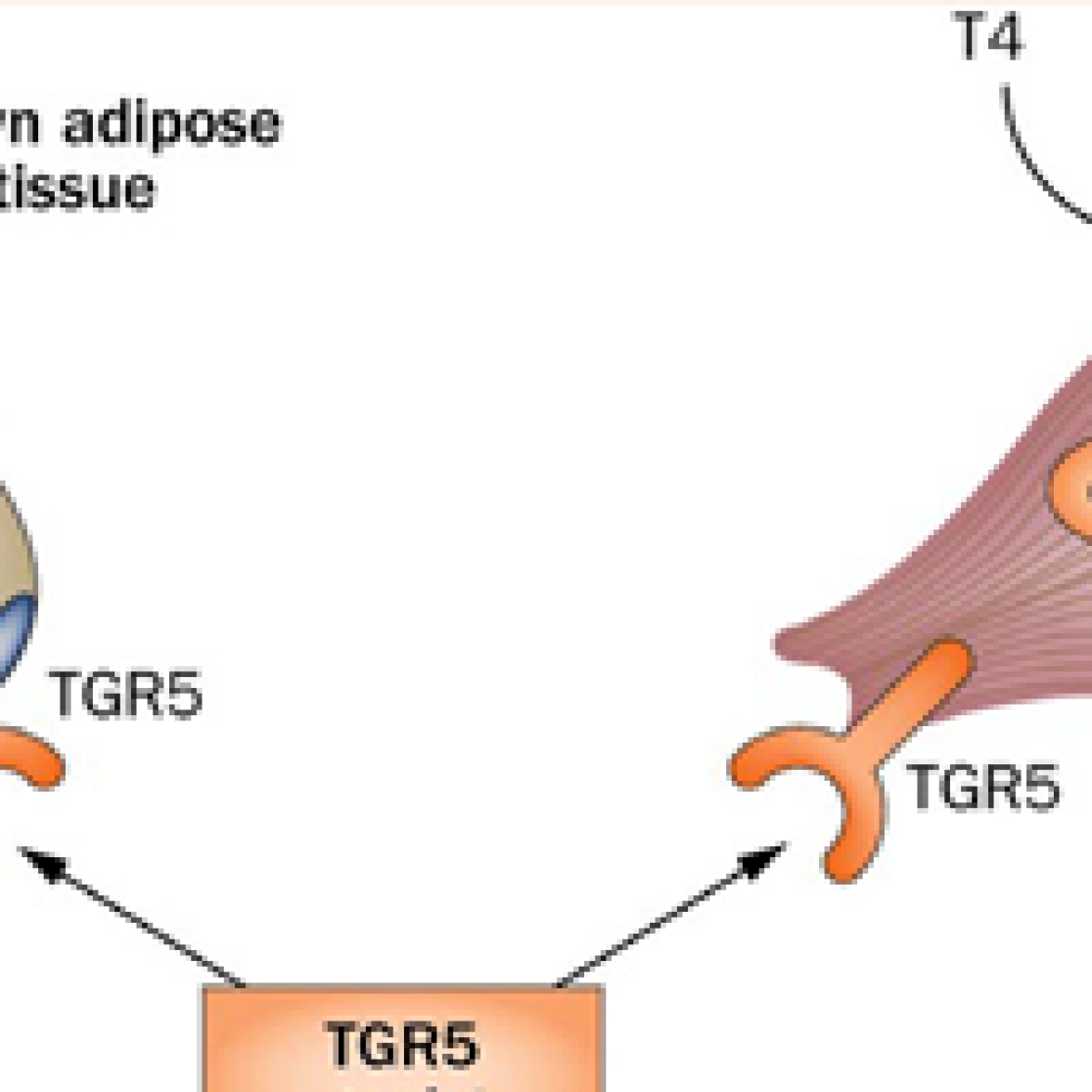 NUTRIM research -  Monitoring of disturbed gut by smelling