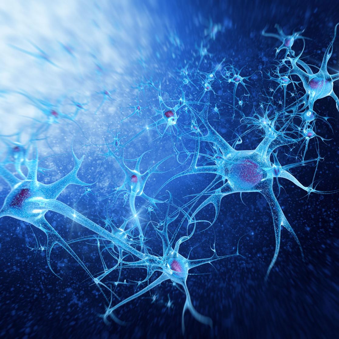 Neurons