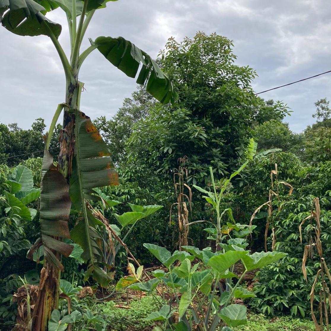 Agroforestry