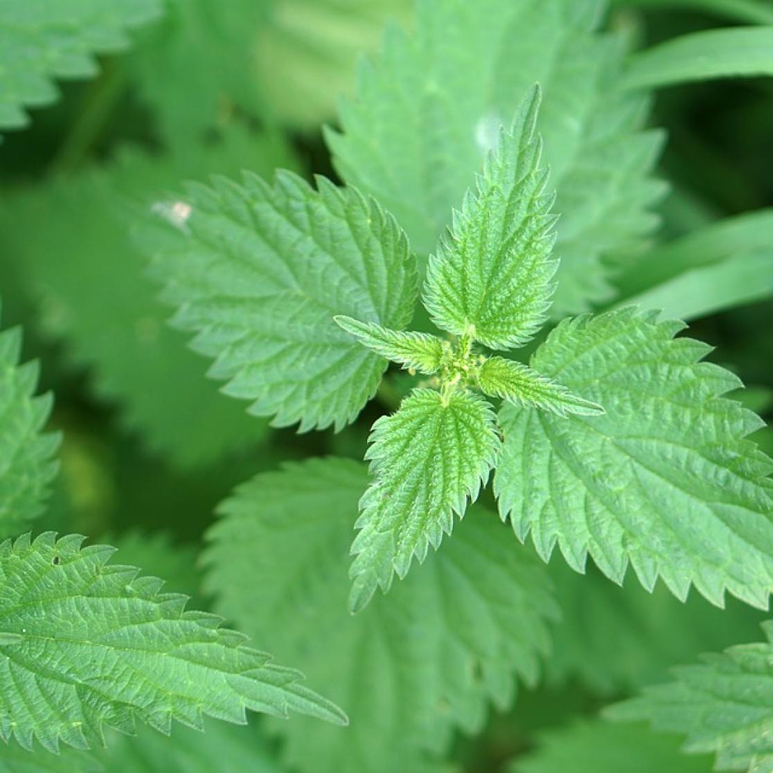 Stinging Nettle