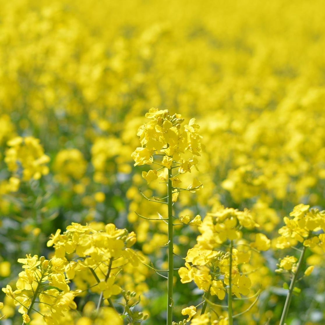 Brexit_ agriculture_oilseed-rape