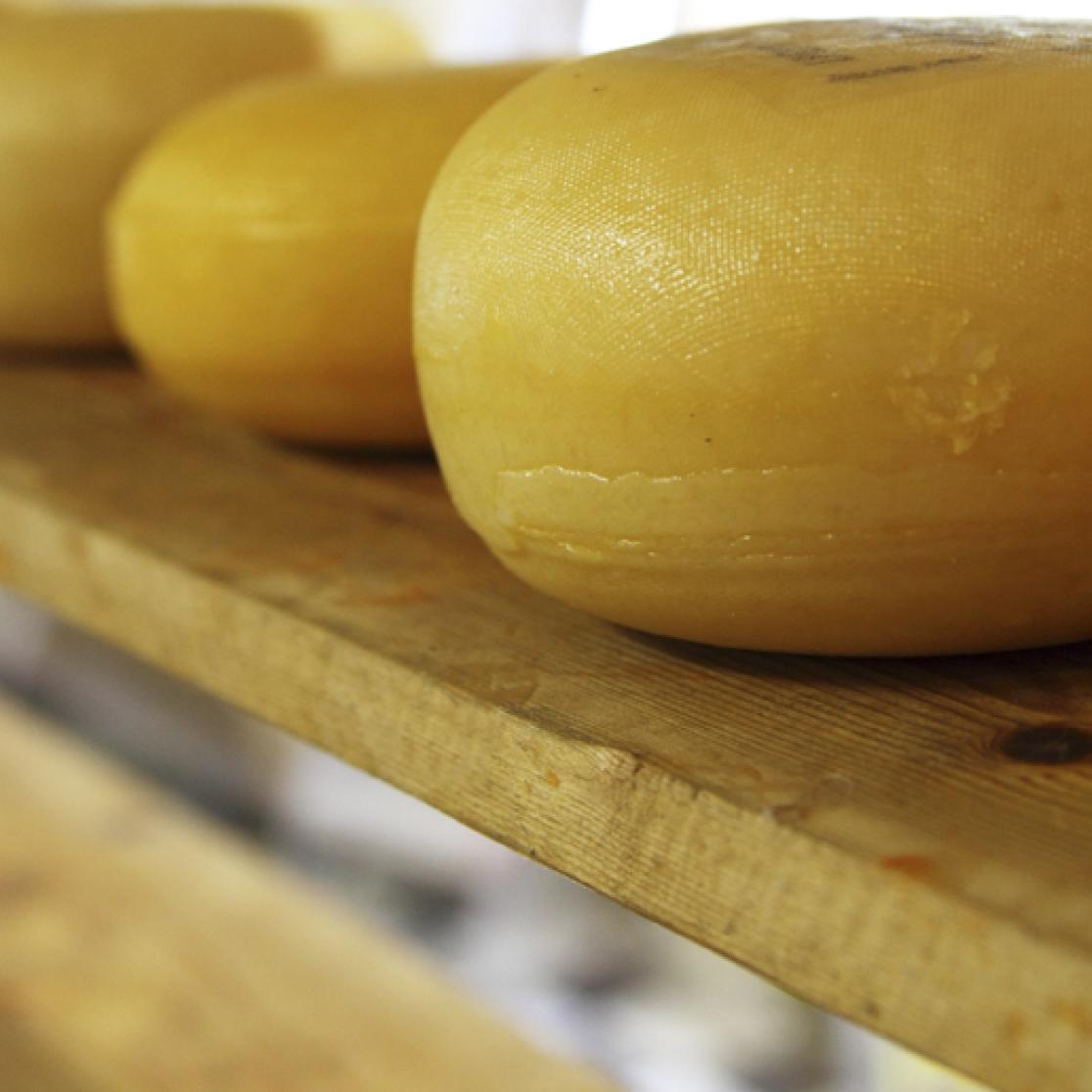 Cheese and milk vitamin b12